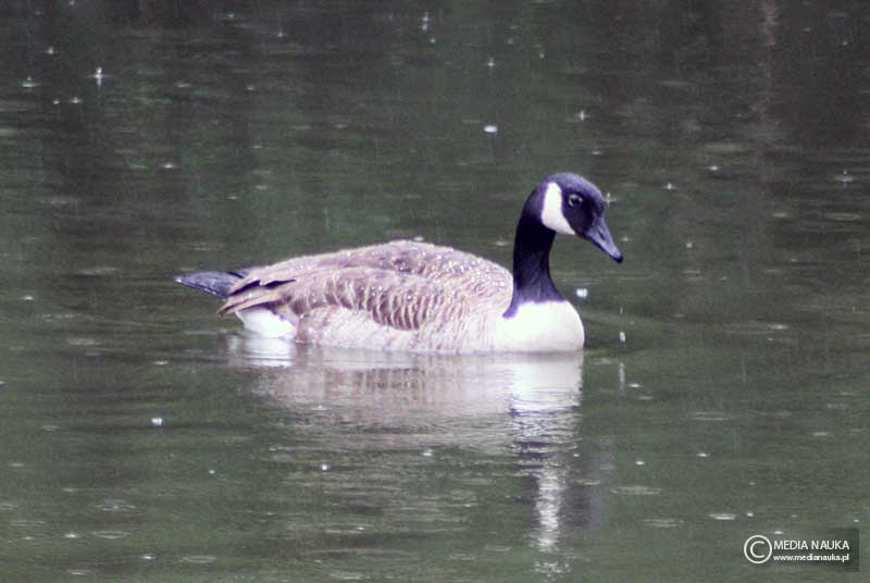 bernikla kanadyjska (Branta canadensis)