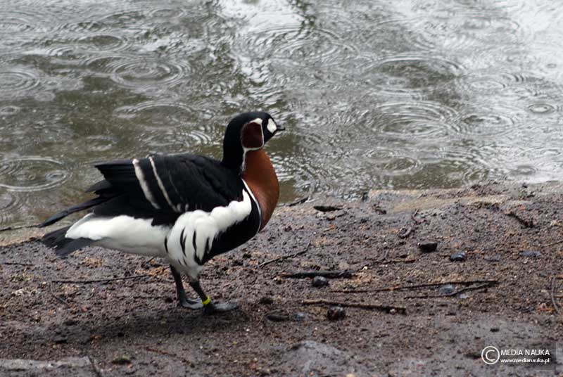 bernikla rdzawoszyja (Branta ruficollis)
