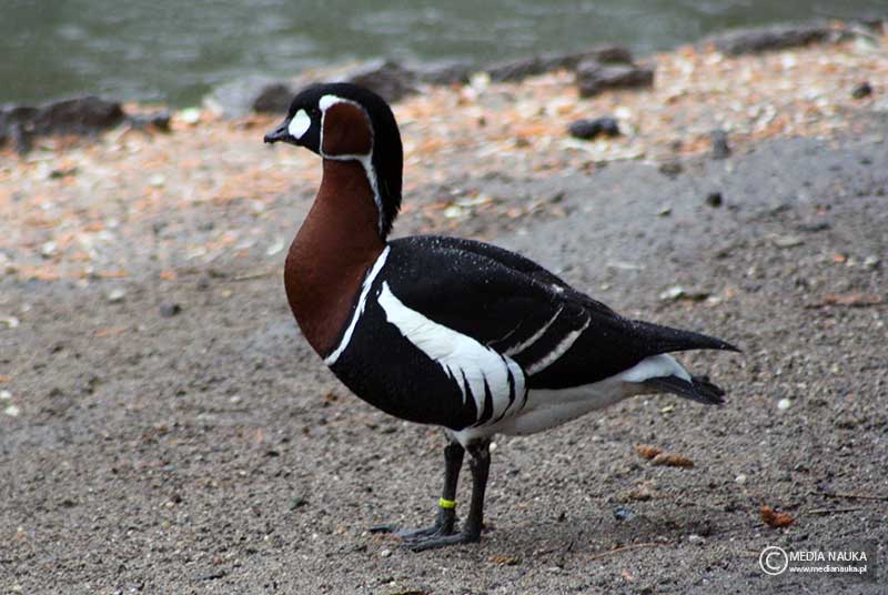 bernikla rdzawoszyja (Branta ruficollis)