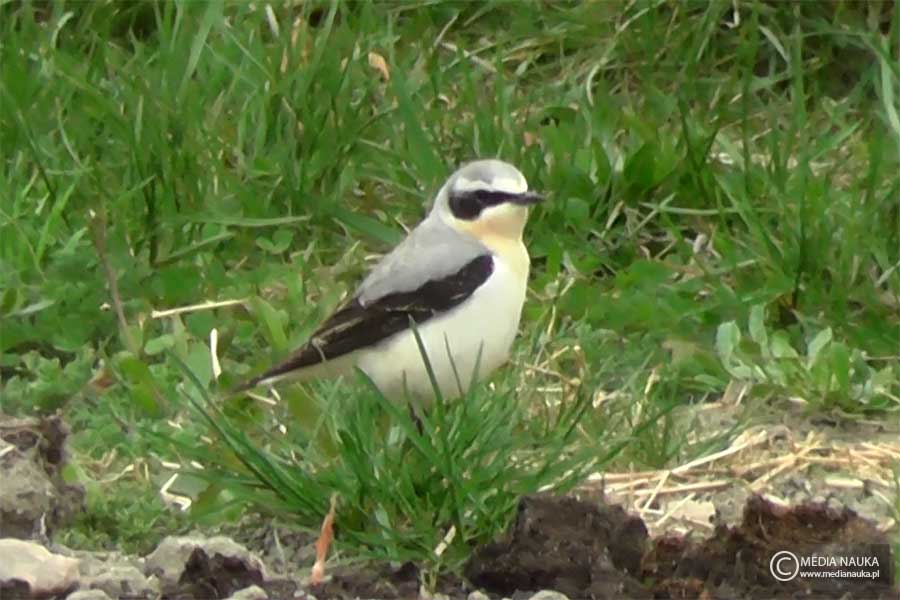białorzytka (zwyczajna) (Oenanthe oenanthe)