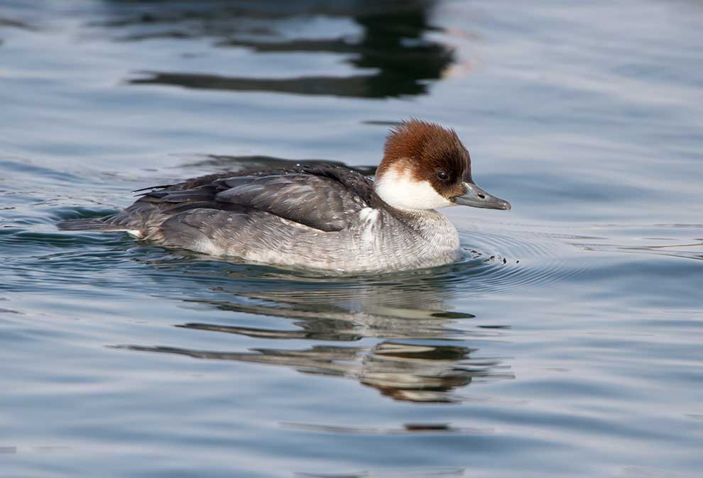 bielaczek (Mergellus albellus)