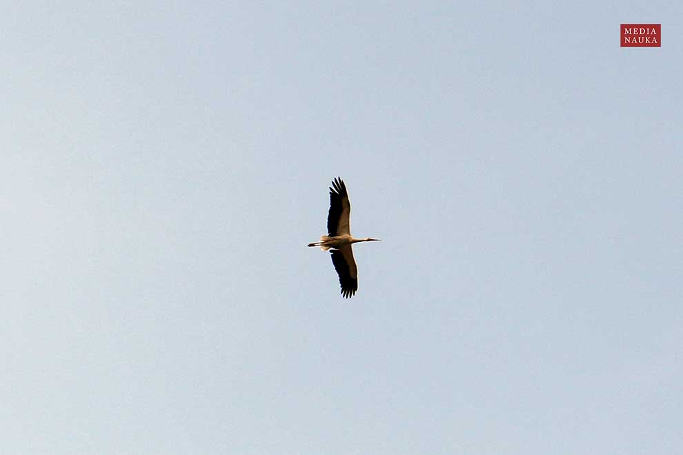 bocian biały (Ciconia ciconia)