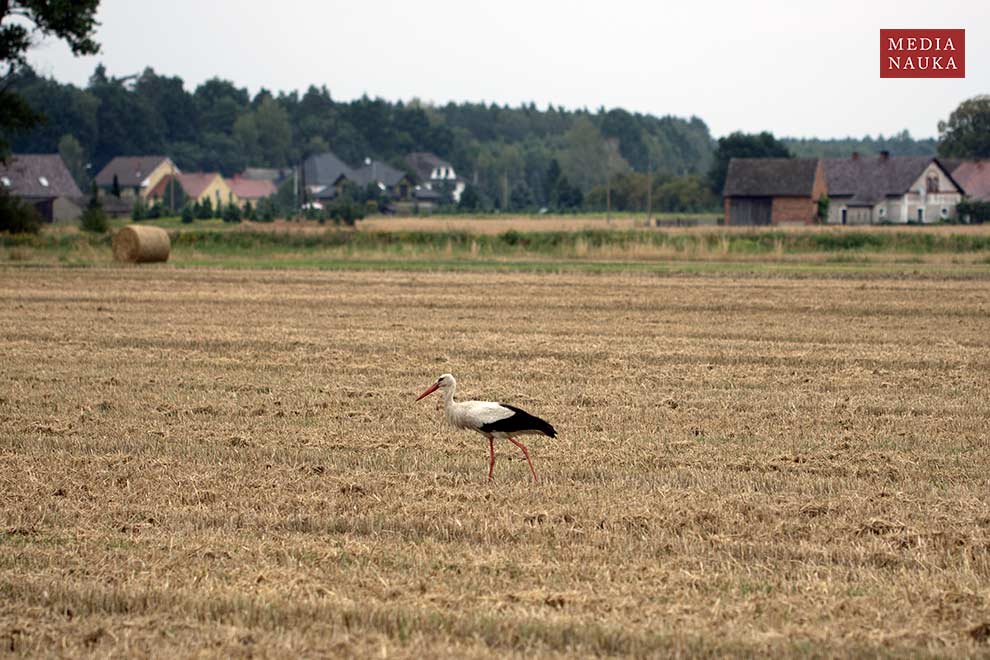 bocian biały (Ciconia ciconia)