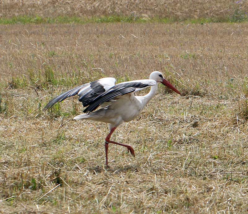 bocian biały (Ciconia ciconia)