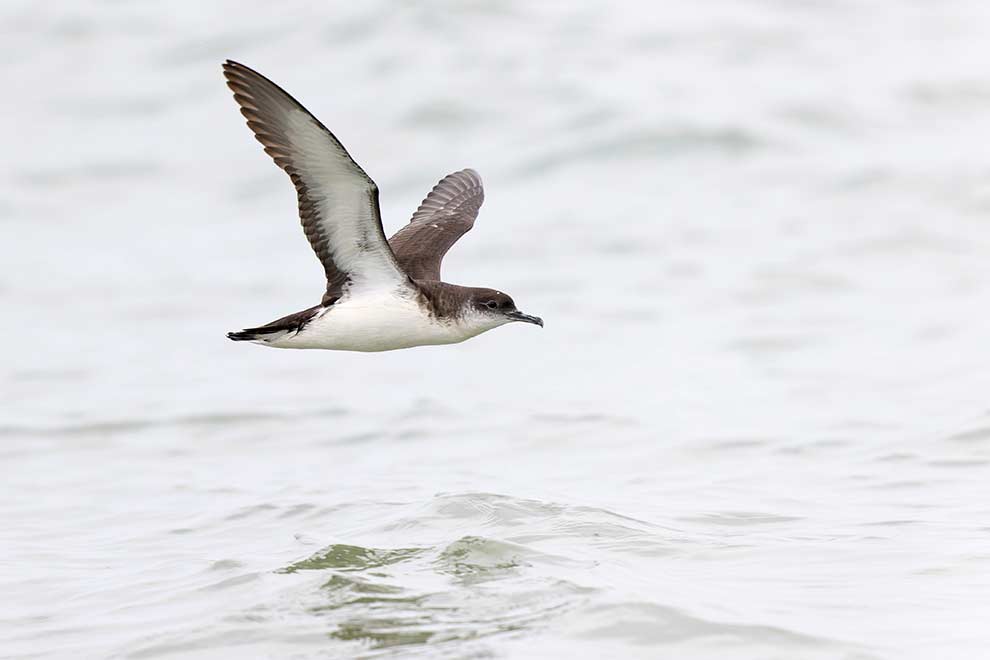 burzyk północny (Puffinus puffinus)