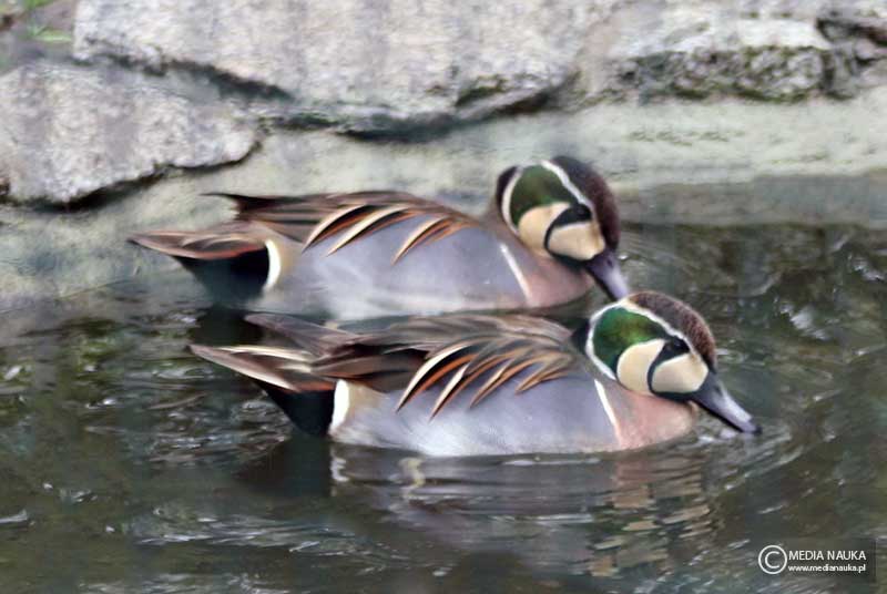 bajkałówka (Sibirionetta formosa)