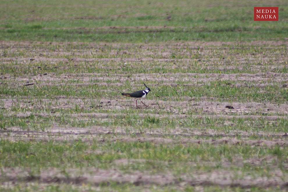 czajka (zwyczajna) (Vanellus vanellus)