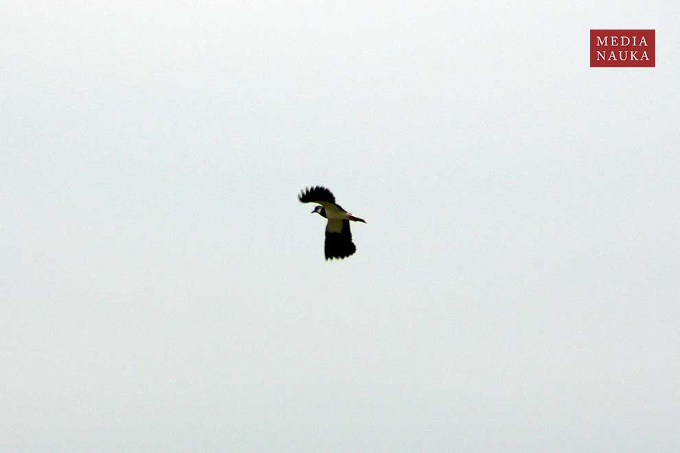 czajka (zwyczajna) (Vanellus vanellus)