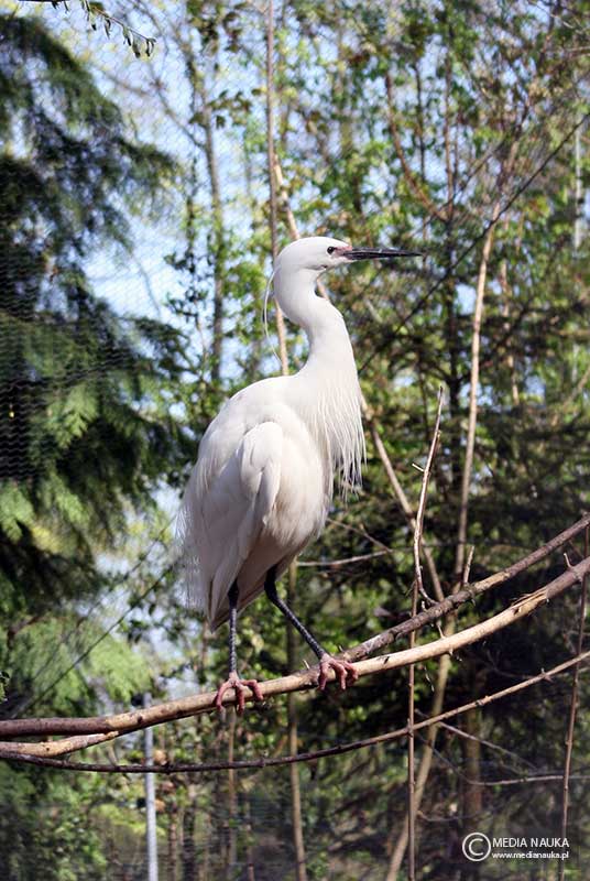 czapla nadobna (Egretta garzetta)