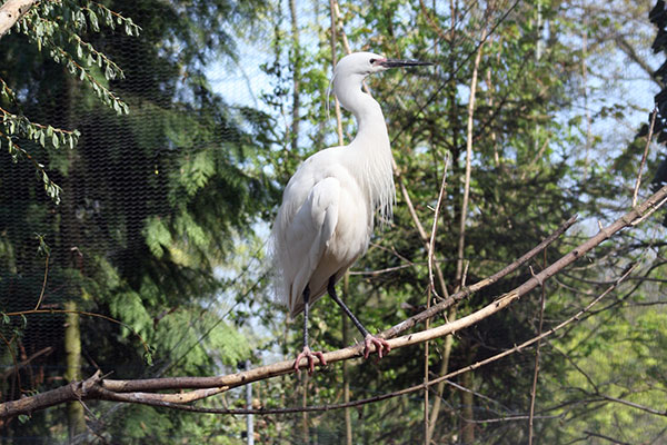 czapla nadobna (Egretta garzetta)