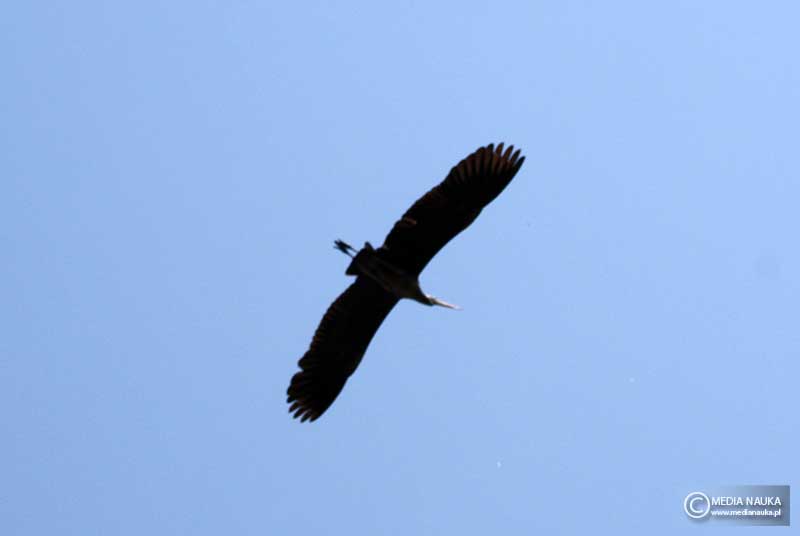 czapla siwa (Ardea cinerea)