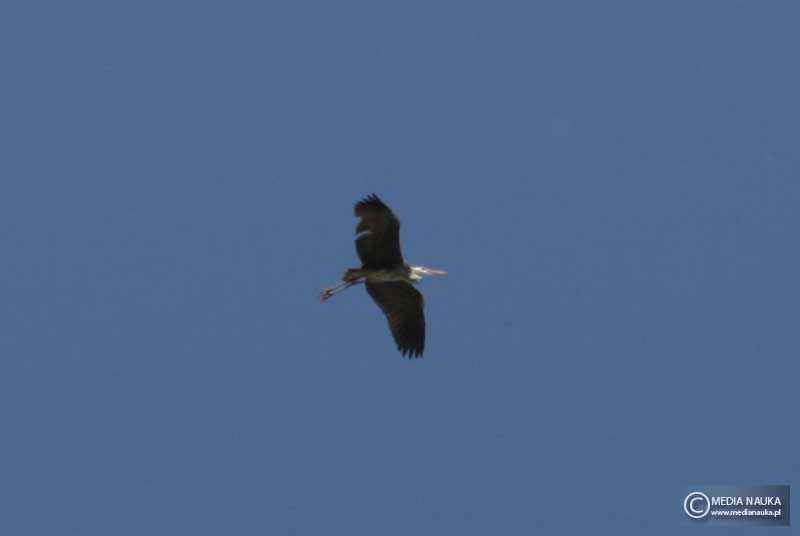 czapla siwa (Ardea cinerea)