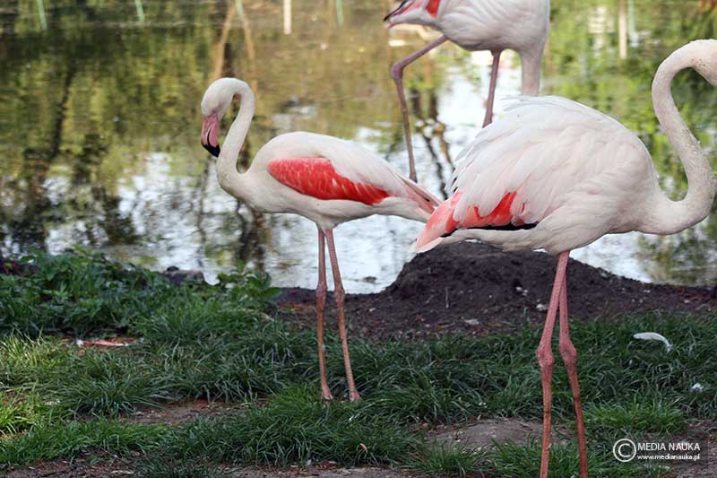 czerwonak (Phoenicopterus ruber)