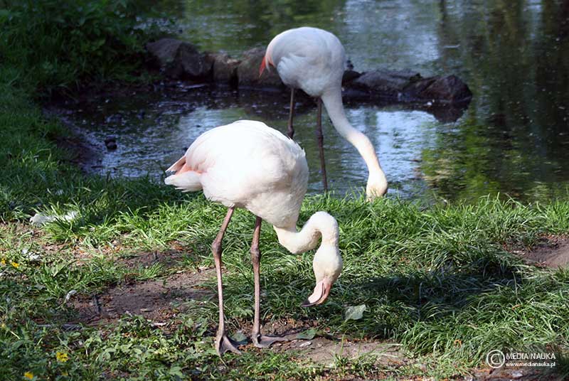 czerwonak (Phoenicopterus ruber)