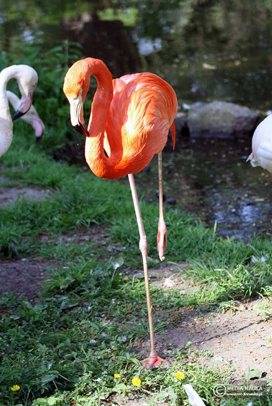 czerwonak (Phoenicopterus ruber)