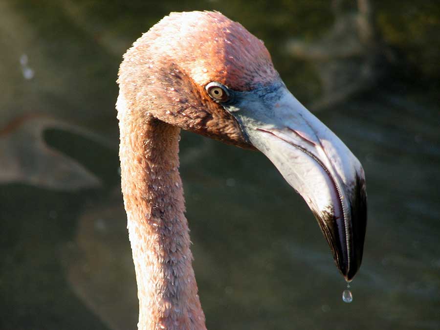 czerwonak (Phoenicopterus ruber)