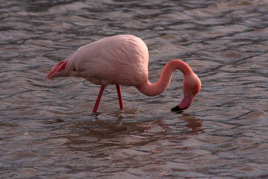 czerwonak (Phoenicopterus ruber)