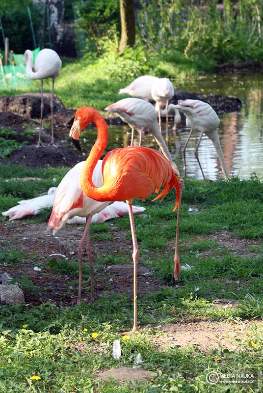 czerwonak (Phoenicopterus ruber)