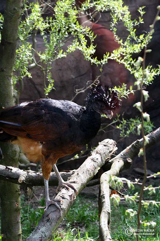 czubacz zmienny (Crax rubra)