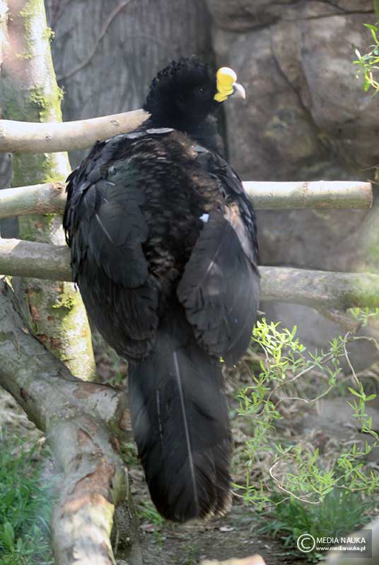 czubacz zmienny (Crax rubra)