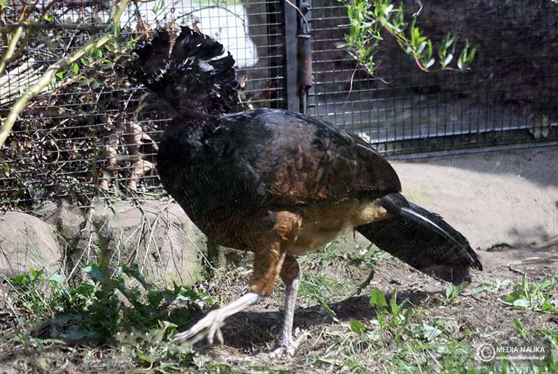 czubacz zmienny (Crax rubra)