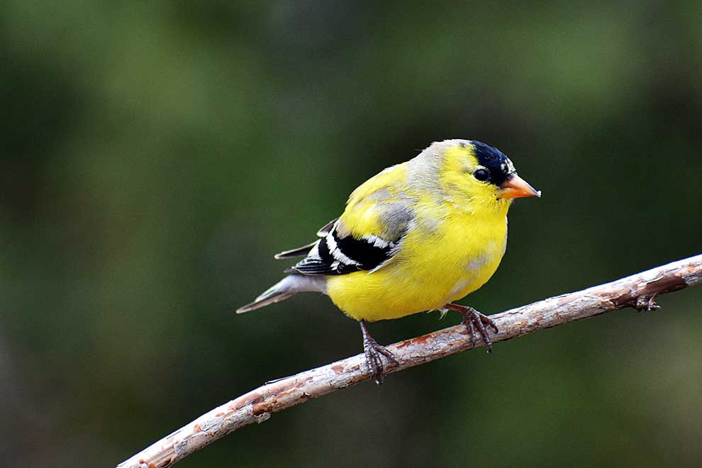 czyż złotawy (Spinus tristis)