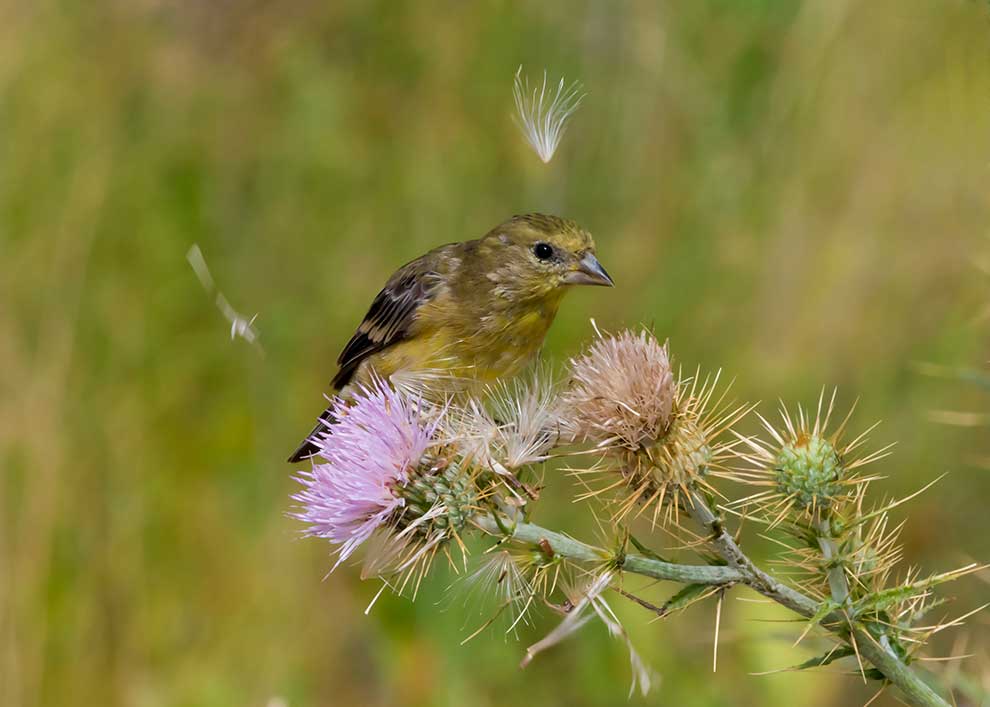 czyż złotawy (Spinus tristis)