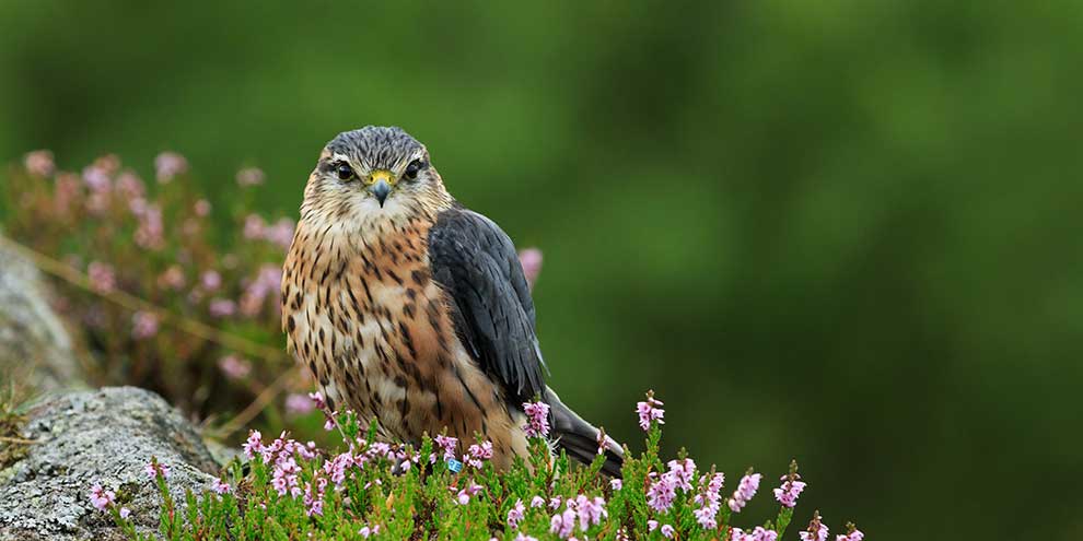 drzemlik (Falco columbarius)