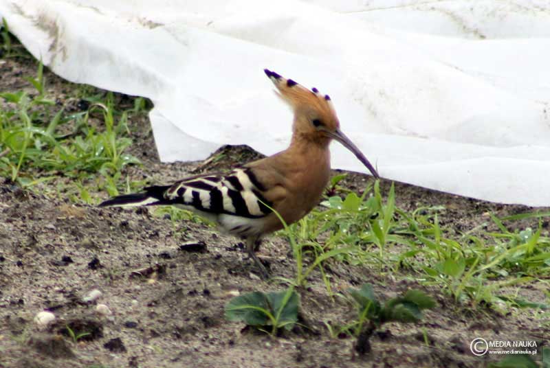 dudek (Upupa epops)