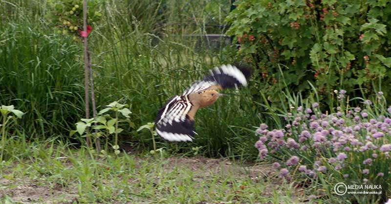 dudek (Upupa epops)