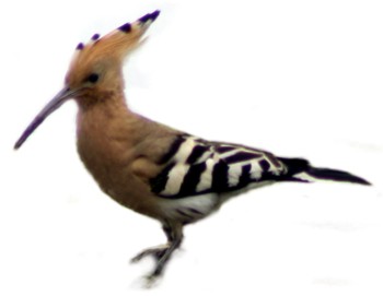 dudek (Upupa epops)