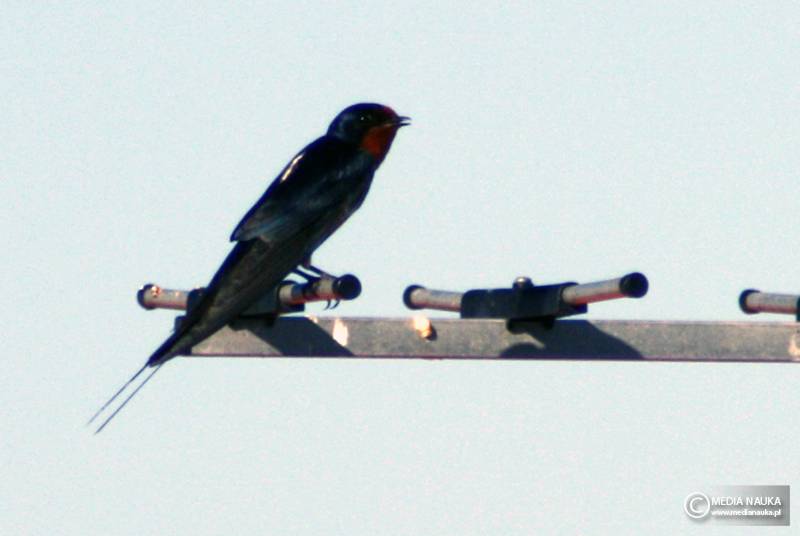 dymówka (Hirundo rustica)