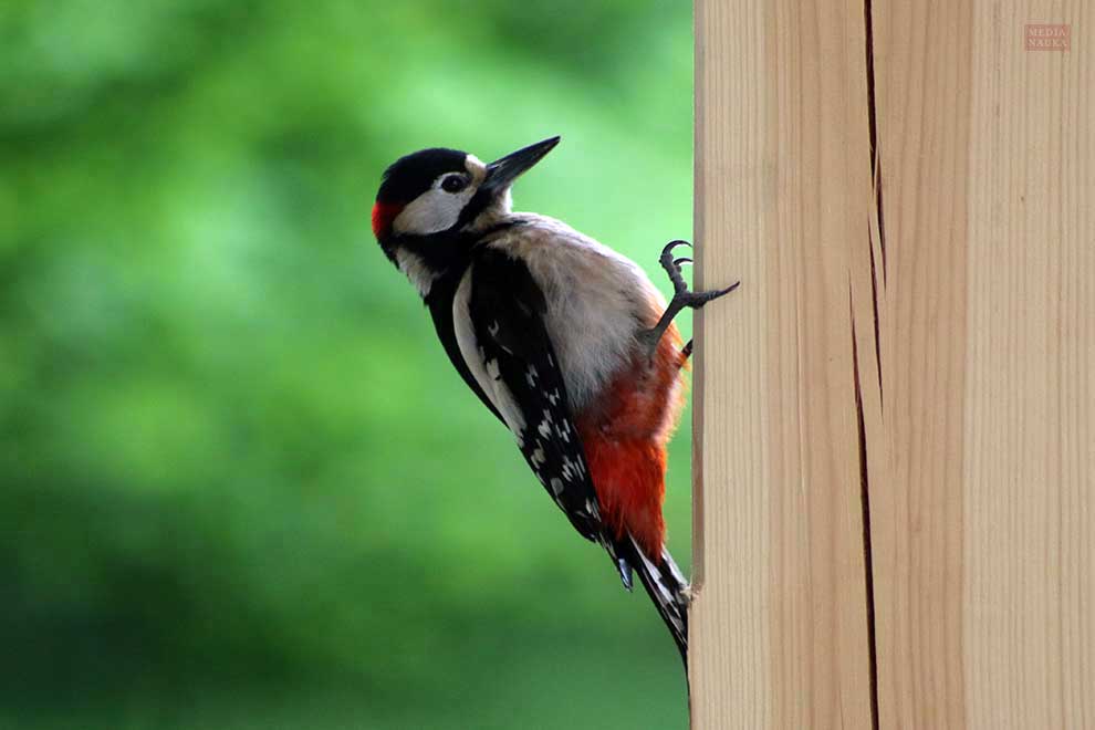 dzięcioł duży (Dendrocopos major)