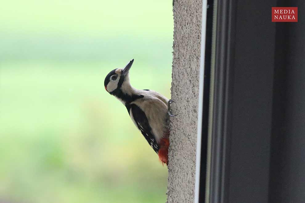dzięcioł duży (Dendrocopos major)