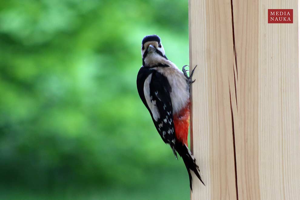 dzięcioł duży (Dendrocopos major)