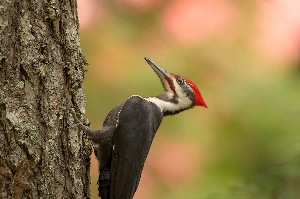 dzięcioł smugoszyi (Dryocopus pileatus)