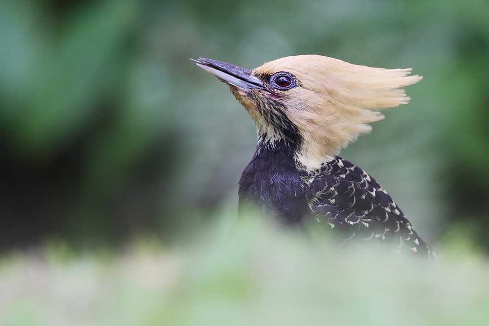 dzięcioł żółtawy (Celeus flavescens)