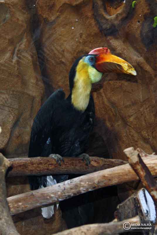 dzioborożec bruzdodzioby (Rhabdotorrhinus exarhatus)