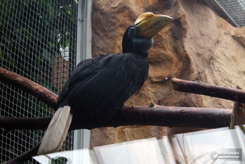 dzioborożec bruzdodzioby (Rhabdotorrhinus exarhatus)