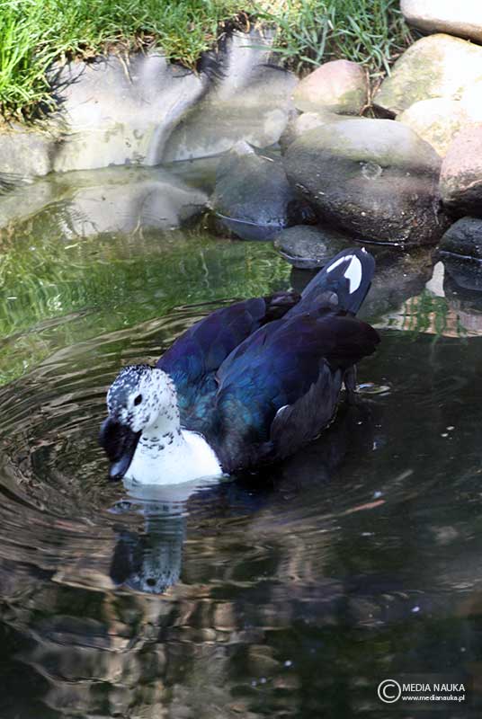 dziwonos szaroboczny (Sarkidiornis melanotos)