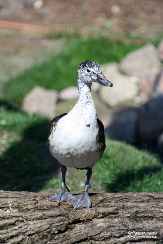 dziwonos szaroboczny (Sarkidiornis melanotos)