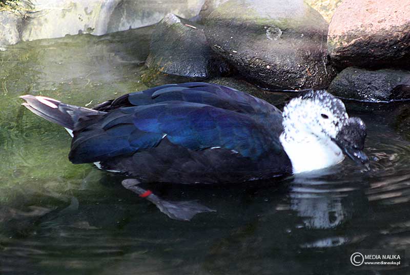dziwonos szaroboczny (Sarkidiornis melanotos)