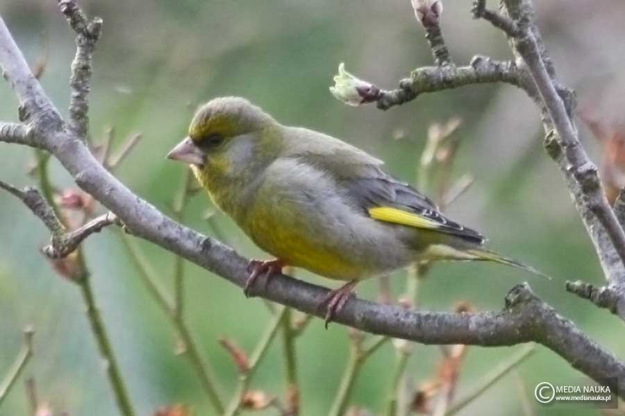 dzwoniec (zwyczajny) (Chloris chloris)