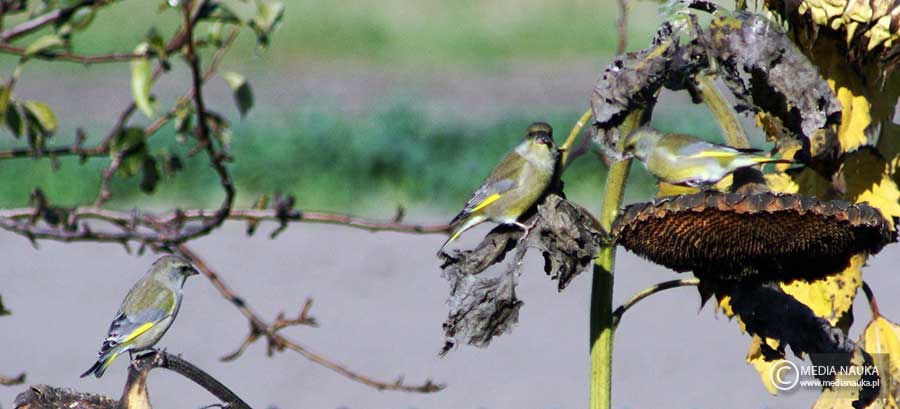 dzwoniec (zwyczajny) (Chloris chloris)