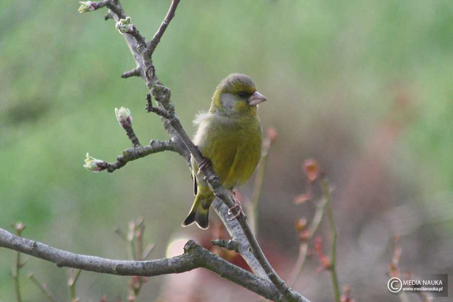dzwoniec (zwyczajny) (Chloris chloris)