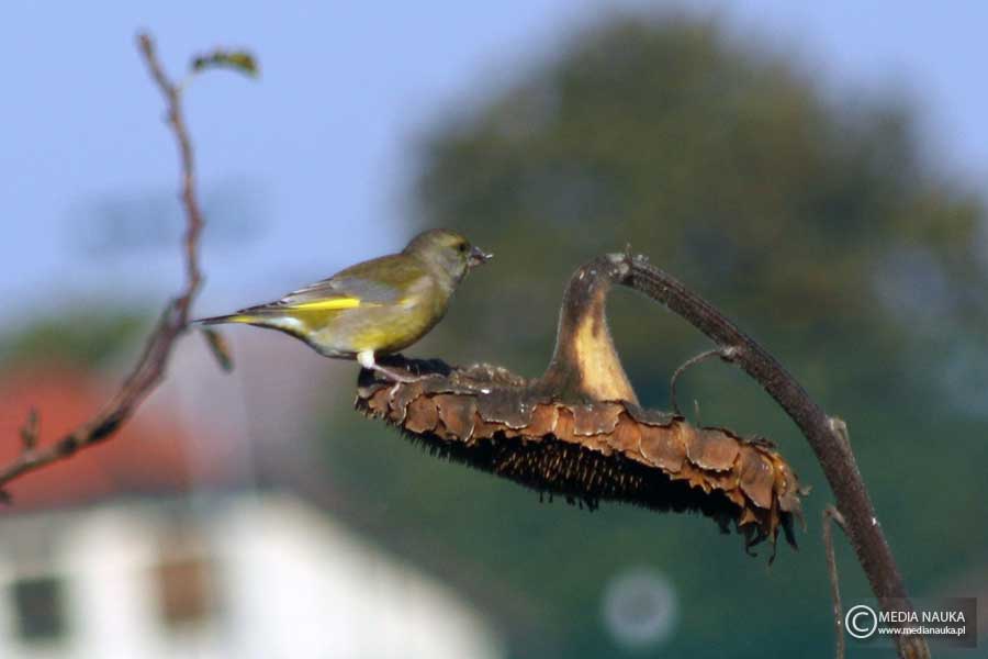 dzwoniec (zwyczajny) (Chloris chloris)