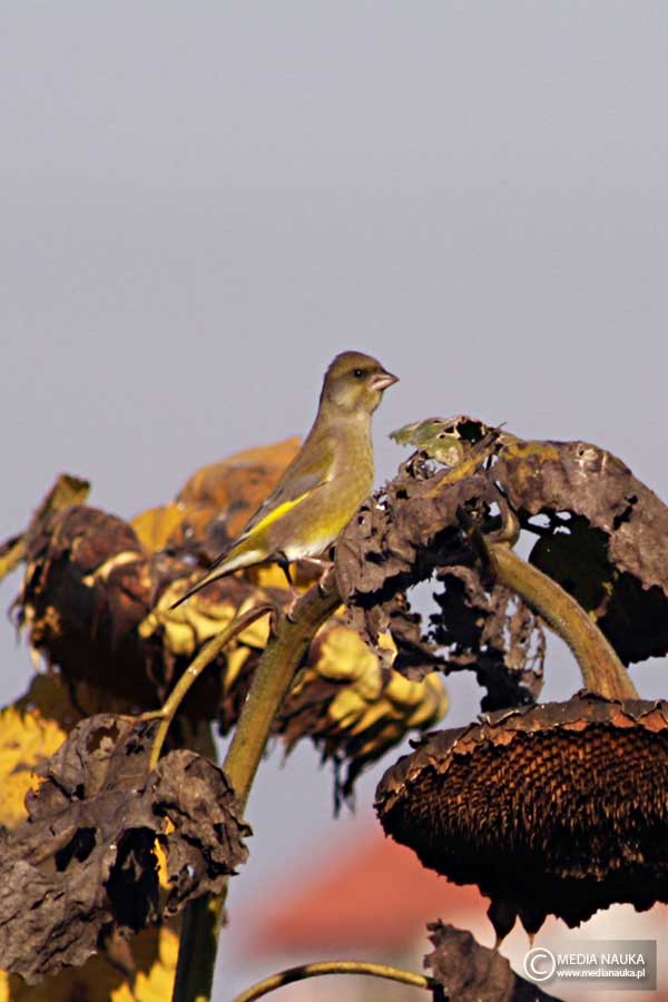 dzwoniec (zwyczajny) (Chloris chloris)