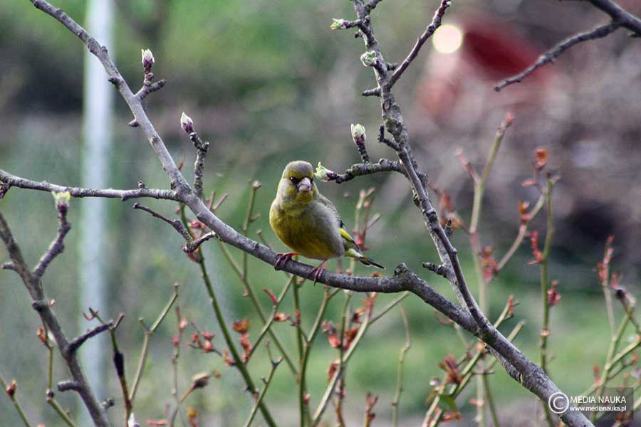 dzwoniec (zwyczajny) (Chloris chloris)