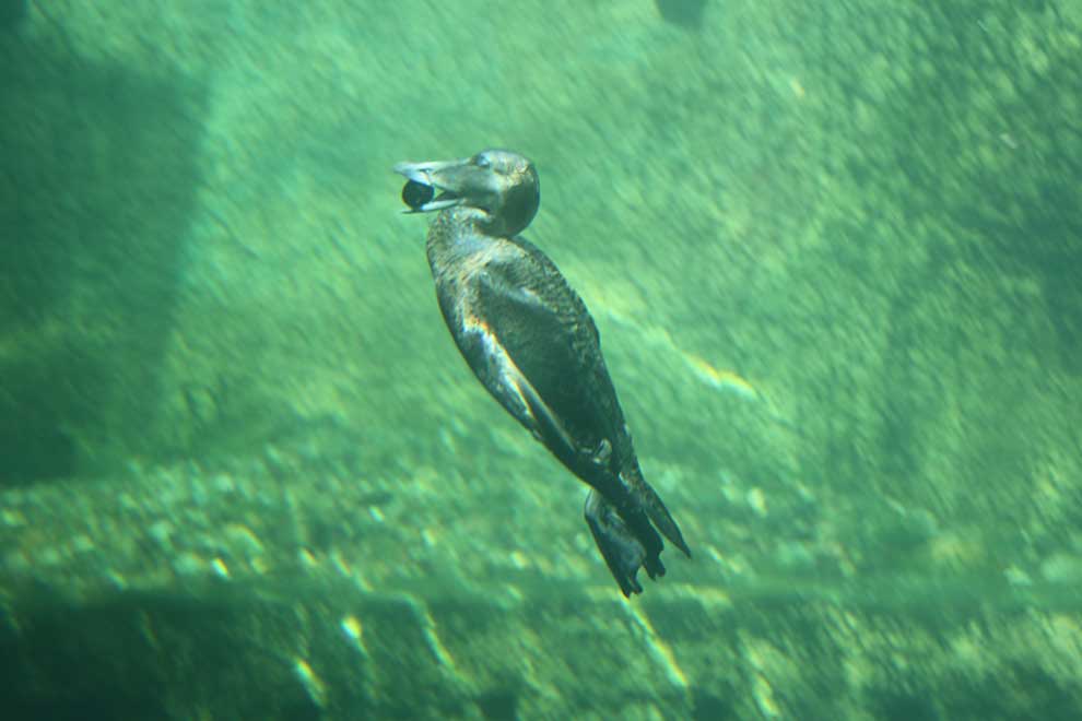 edredon (Somateria mollissima)