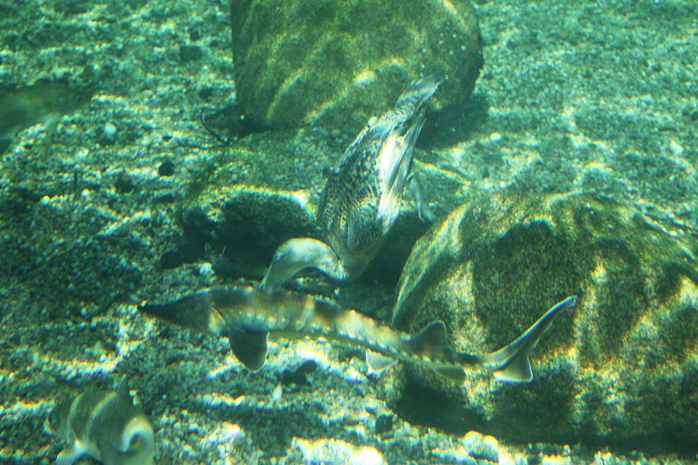 edredon (Somateria mollissima)